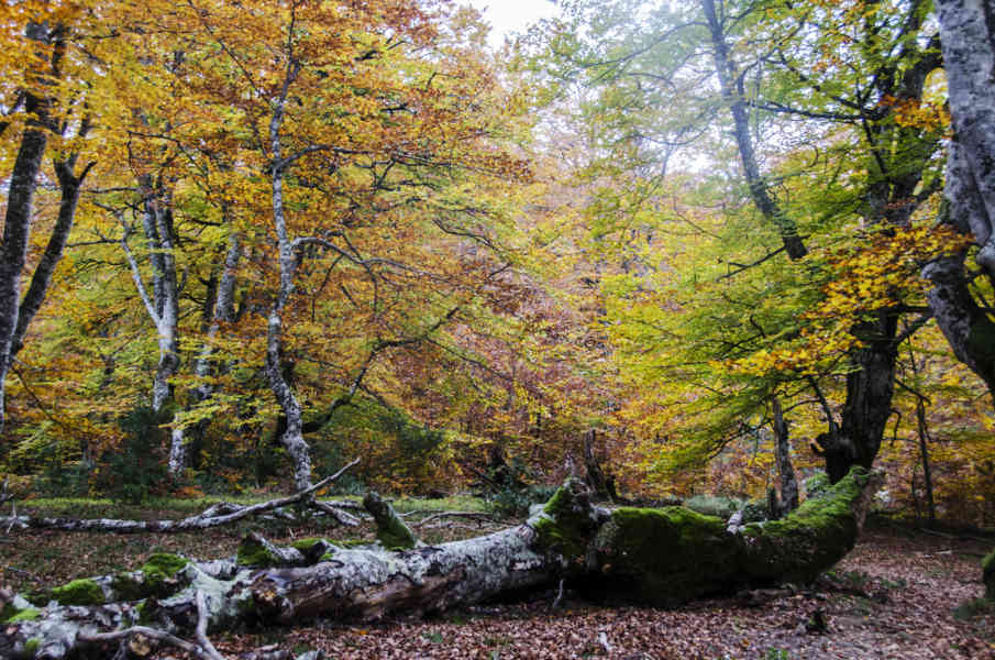 Comunidad Foral de Navarra 058 - Selva de Irati.jpg